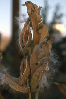 Follicle - dry, dehiscent fruit from a single carpel that splits along a single edge and containing 1 or more seeds [Asclepias speciosa; Apocynaceae]